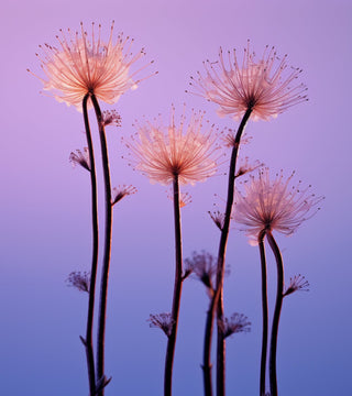 Candelinas - Our Story